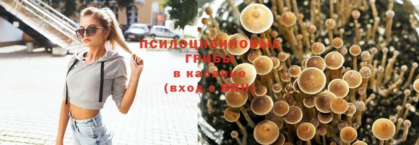 шишки Абаза